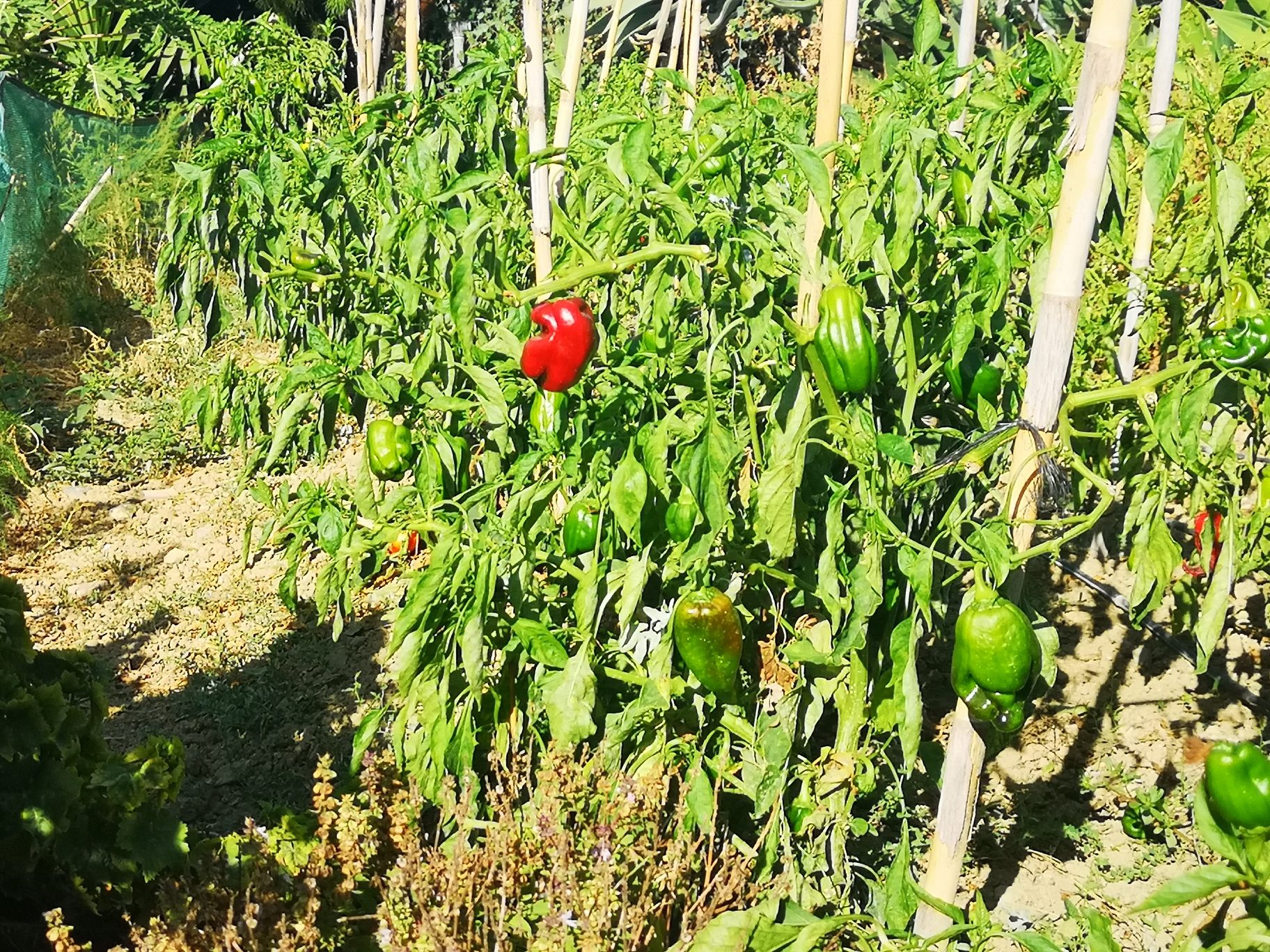 IMG_20190923_103930_resized_20190927_092913371