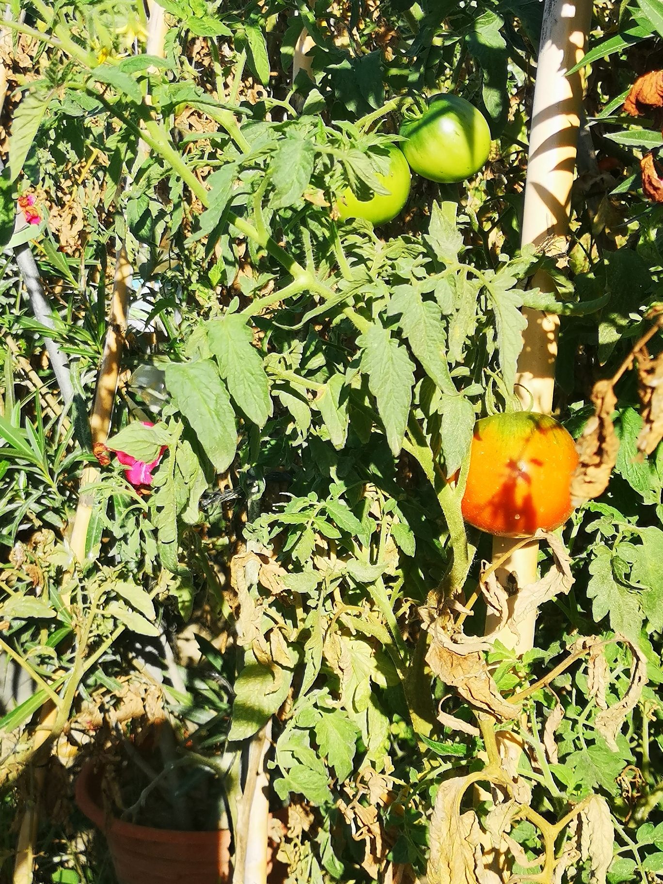 IMG_20190923_103920_resized_20190927_092912201