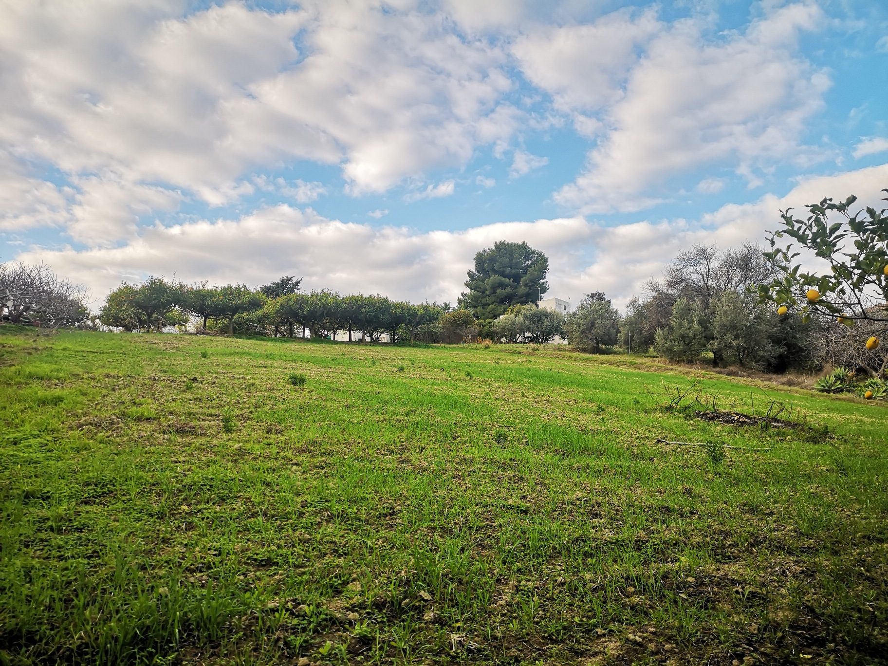 Large plot with sea views in Cancelada